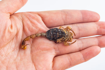 Traditional Chinese medicine concept illustration / a scorpion on the palm