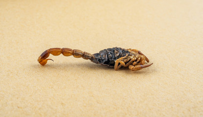 Traditional Chinese Medicine Concept Map / Chinese Medicine Scorpion