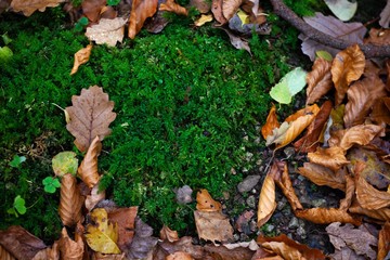 moss and autumn leaves in forest