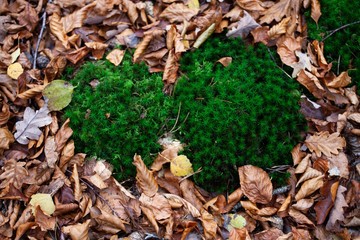 moss and autumn leaves in forest