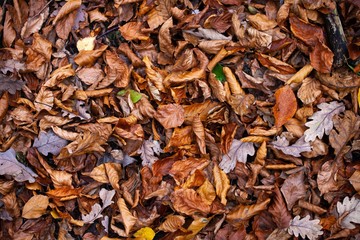 dry autumn leaves on ground in forest