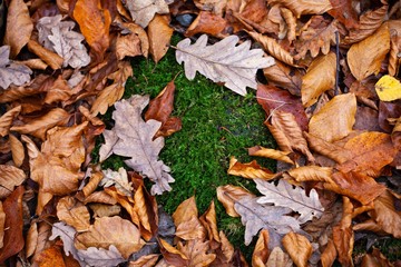 moss and autumn leaves in forest