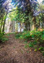 Fototapeta premium Sunny day in the Carpathian forest during the summer season