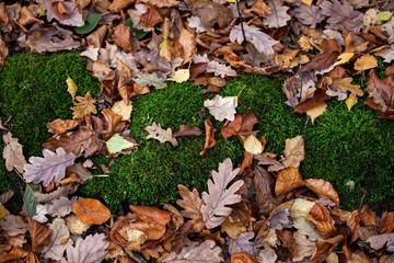 moss and autumn leaves in forest