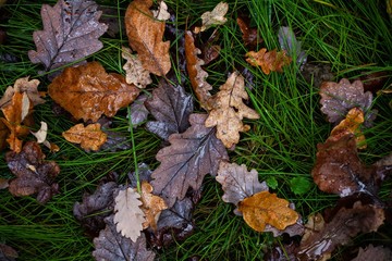 dry autumn leaves on ground in forest