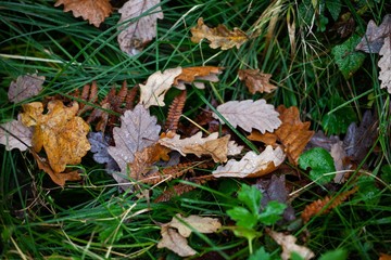dry autumn leaves on ground in forest