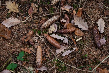 autumn leaves and pinecones on floor in forest