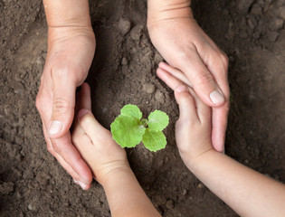 Kid's and grown-up's hands holding a young plant.