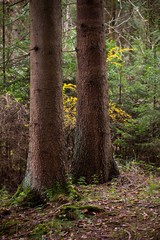 Obraz premium twin trees in forest in autumn