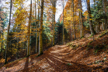Obraz premium Il bosco del Cansiglio, antica foresta nelle prealpi venete