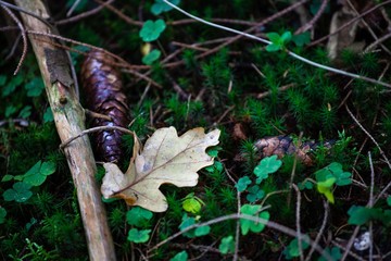 pinecone and dried leaf on moss