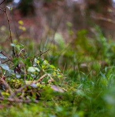 closeup of grass in forest