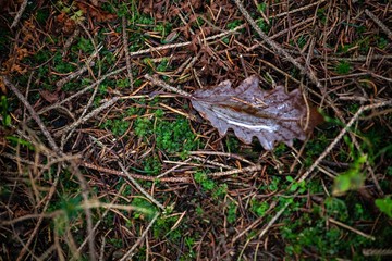 water filled autumn leaf in forest