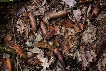 autumn leaves and pinecones on floor in forest