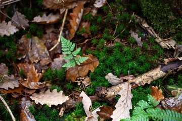 moss and autumn leaves in forest