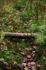 dead log in forest with aumn leaves