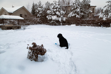Winter landscape with snowy cottage yard and barbecue area. Sitting black dog. Snow footprints 