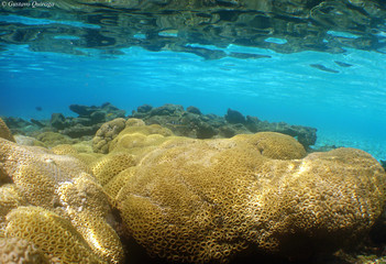 Naklejka na ściany i meble reef coral caribbean sea venezuela