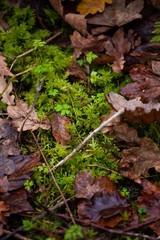 moss and autumn leaves in forest