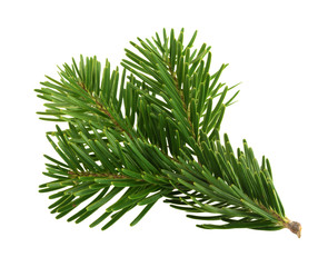 Naklejka premium Fir tree branch isolated on white
