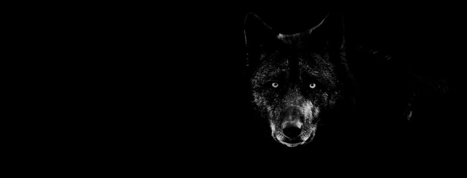 Black Wolf 3D Wallpapers  Top Free Black Wolf 3D Backgrounds   WallpaperAccess