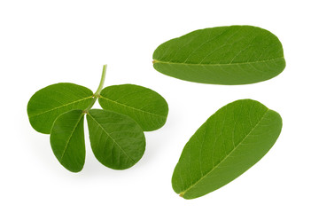 peanut leaf isolated white background