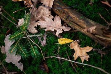 moss and autumn leaves in forest