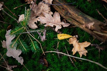 moss and autumn leaves in forest