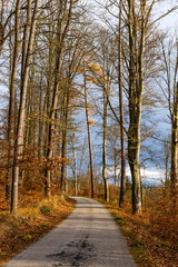 Autumn scene with road in forest. Late fall.