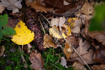 autumn leaves and pinecones on floor in forest