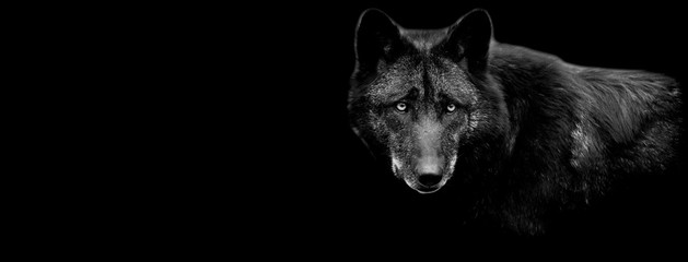 Black wolf with a black background © AB Photography