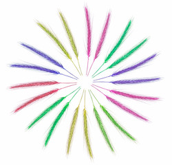 Kolorowe kłosy traw ułożone w okrąg. Abstrakcyjny obraz na białym tle. 