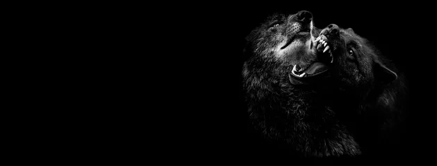 Deurstickers Black wolf fighting with a black background © AB Photography