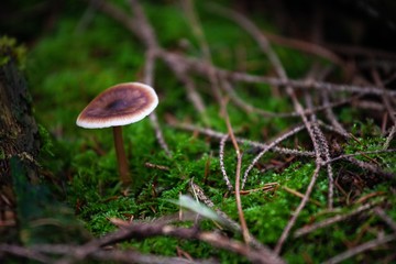 mushroom growing in moss