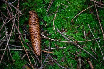 pinecone on moss in forest