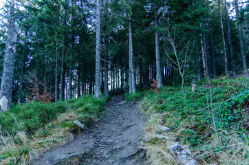 droga w lesie