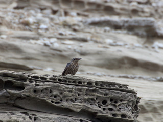 A female bluebird thrush (Monticola solitarius) sitting on the edge of a cliff on the seashore.