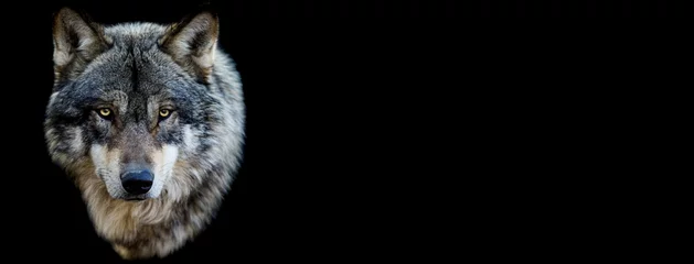 Foto auf Glas Grauer Wolf mit schwarzem Hintergrund © AB Photography