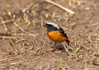 Common Redstart (Phoenicurus phoenicurus) close-up among young spring grass.