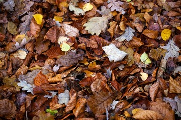 dry autumn leaves on ground in forest
