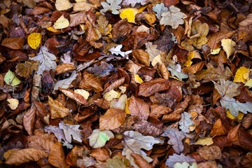 dry autumn leaves on ground in forest