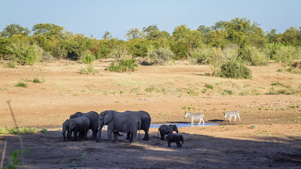 African bush elephant in Kruger National park, South Africa