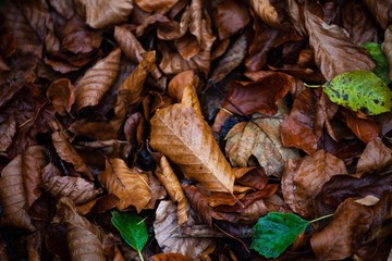 dry autumn leaves on ground in forest
