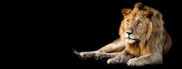 Fototapeta na wymiar Lion lying with a black background