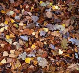 fall leaves background