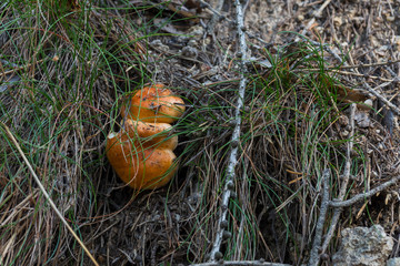 Alto Adige sunny day nature outdoor travel