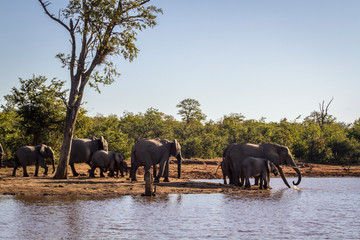 African bush elephant in Kruger National park, South Africa