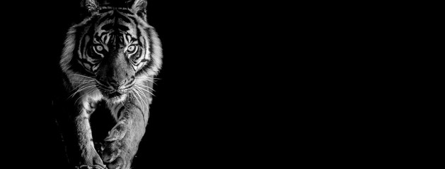 Fototapeta na wymiar Tiger with a black background
