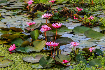 Pink water lilies on a background of water, India