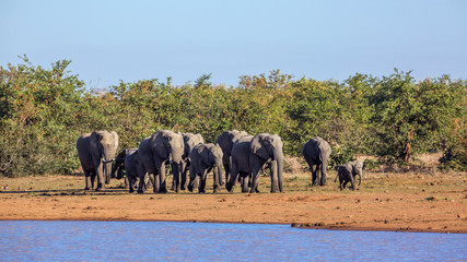 African bush elephant in Kruger National park, South Africa